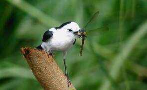 Pied Water Tyrant