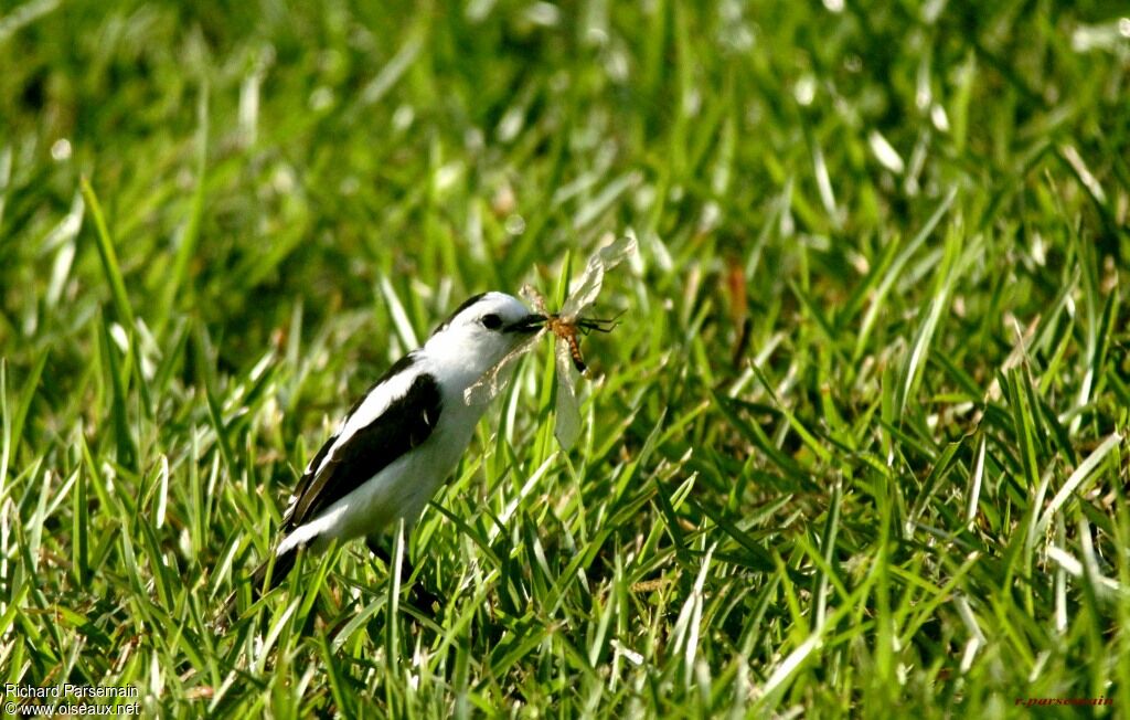 Pied Water Tyrantadult