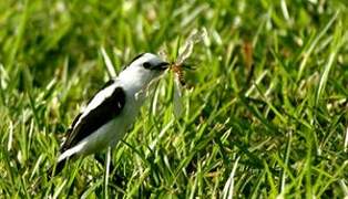 Pied Water Tyrant