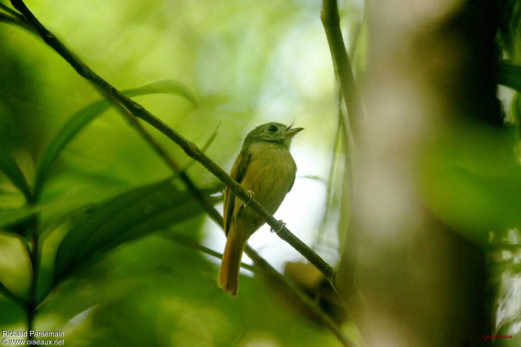 Ruddy-tailed Flycatcheradult