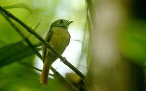 Ruddy-tailed Flycatcher