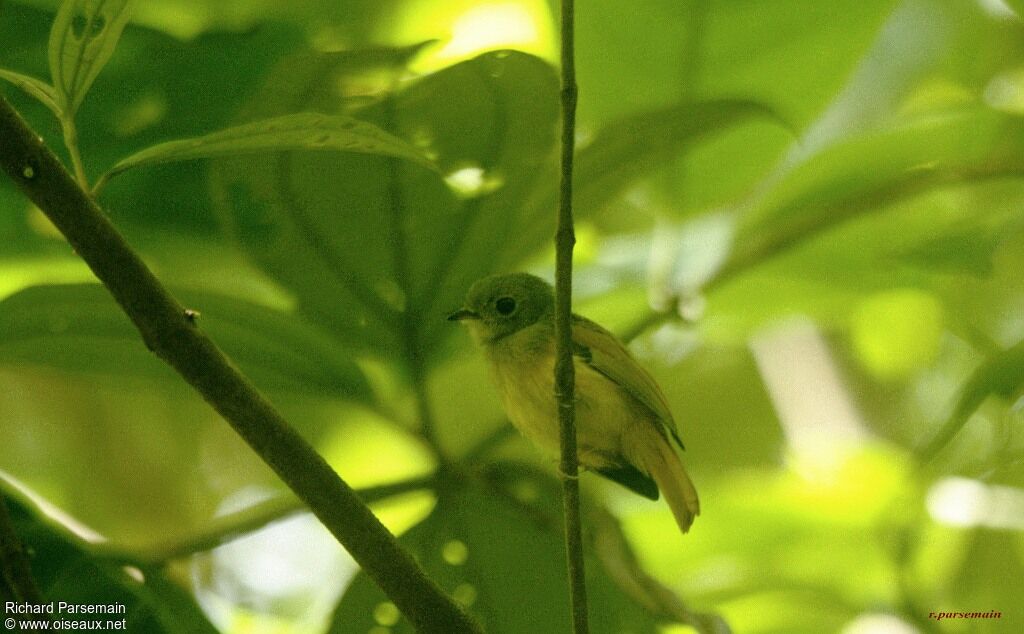 Ruddy-tailed Flycatcheradult