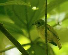 Ruddy-tailed Flycatcher