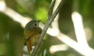 Ruddy-tailed Flycatcher