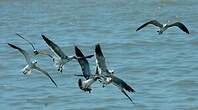 Mouette atricille