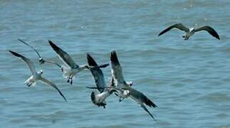 Laughing Gull