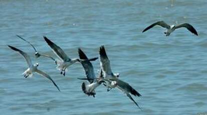 Mouette atricille