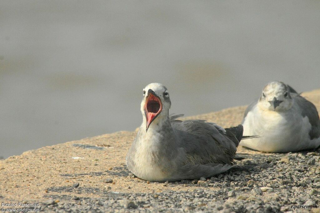 Mouette atricilleadulte