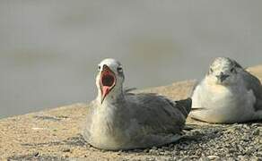 Laughing Gull