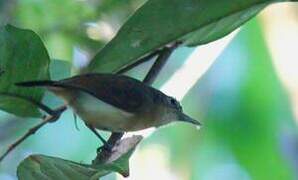 White-flanked Antwren