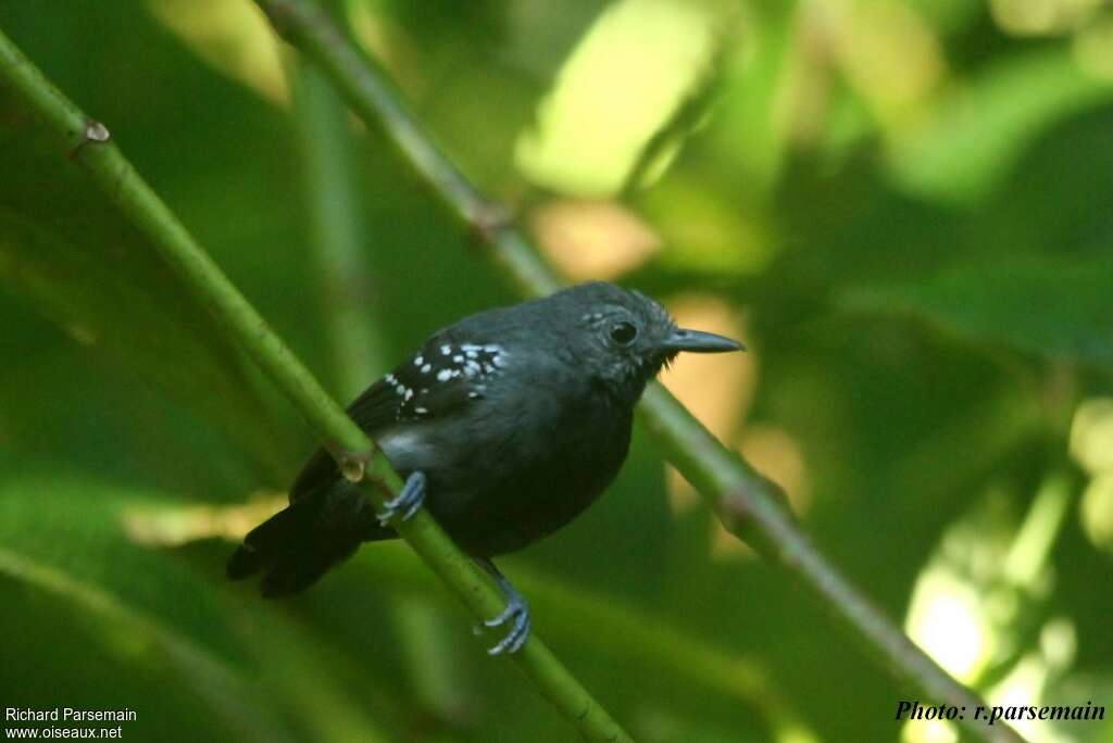 White-flanked Antwren male adult, close-up portrait, Behaviour