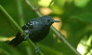 White-flanked Antwren