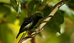 White-flanked Antwren