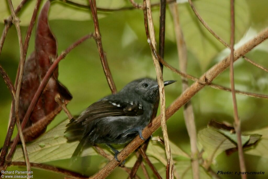 White-flanked Antwrenimmature