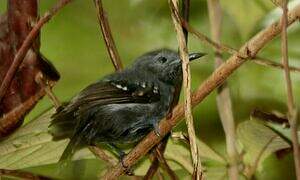 White-flanked Antwren