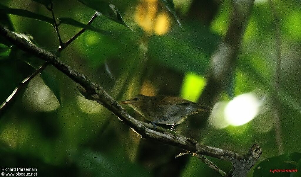 Brown-bellied Antwrenadult