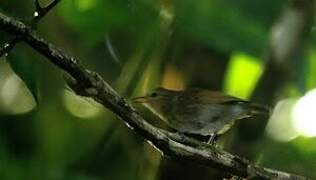 Brown-bellied Stipplethroat