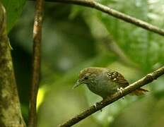 Brown-bellied Stipplethroat