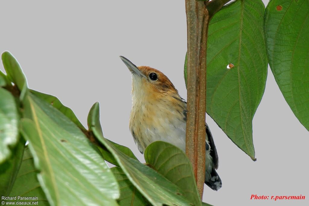 Guianan Streaked Antwren female adult