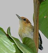 Guianan Streaked Antwren