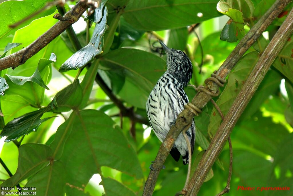 Guianan Streaked Antwren male adult