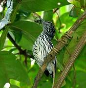 Guianan Streaked Antwren