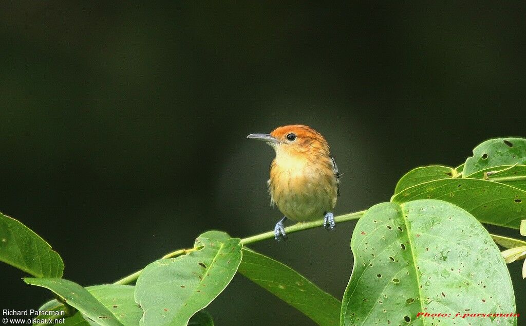 Guianan Streaked Antwren female adult