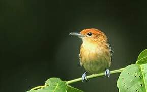 Guianan Streaked Antwren