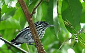 Guianan Streaked Antwren