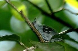 Grey Antwren