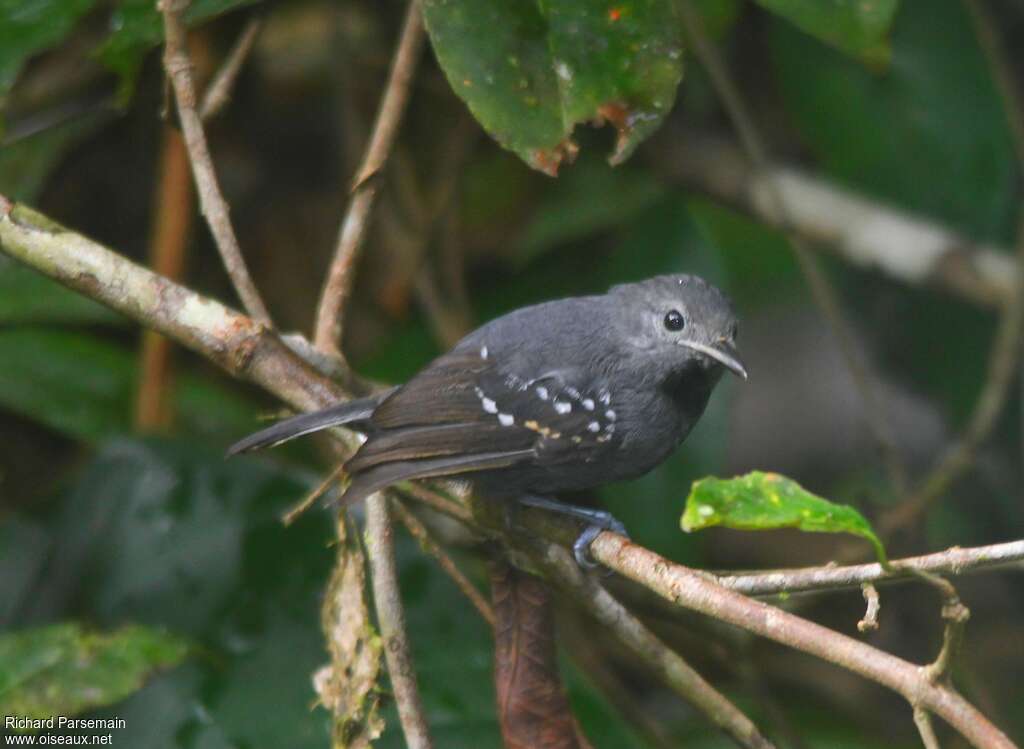 Long-winged Antwren male adult, identification