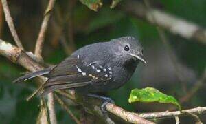 Long-winged Antwren