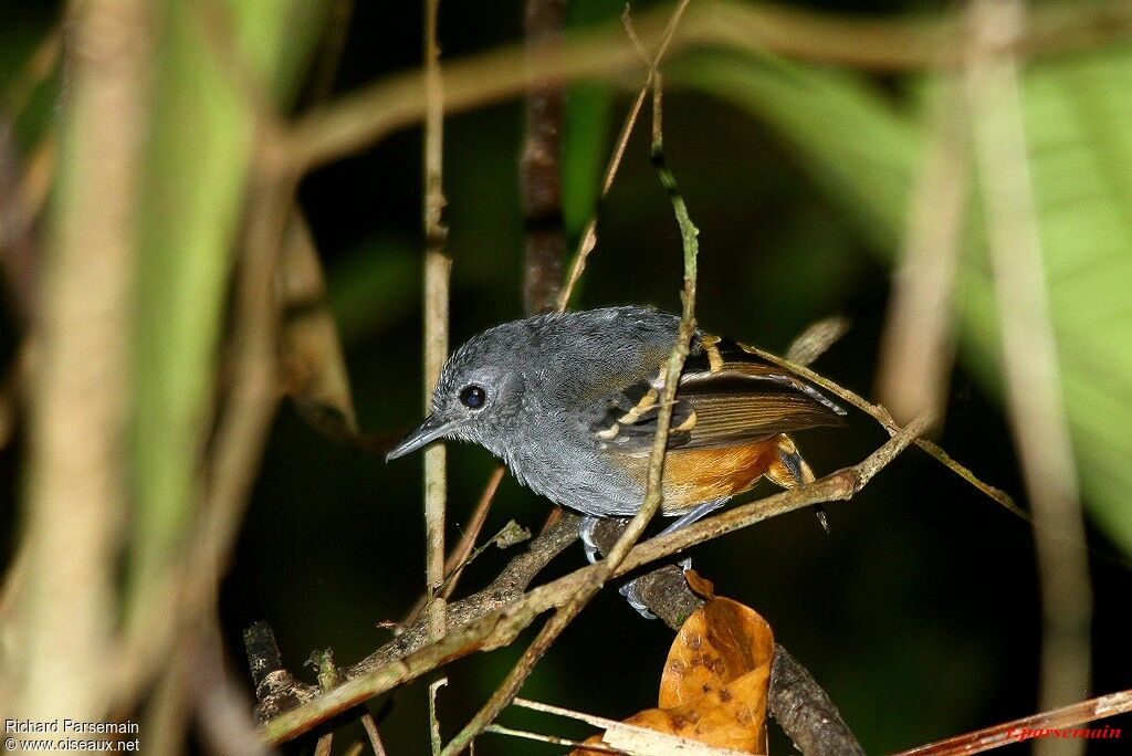 Rufous-bellied Antwren female adult