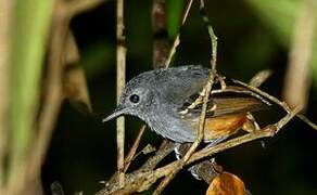 Rufous-bellied Antwren