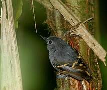 Rufous-bellied Antwren