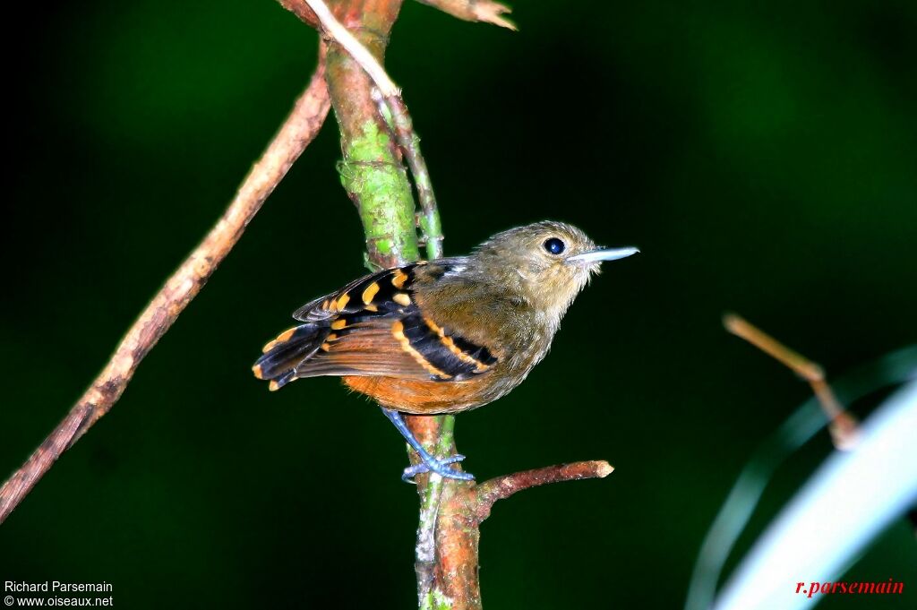 Rufous-bellied Antwrenadult