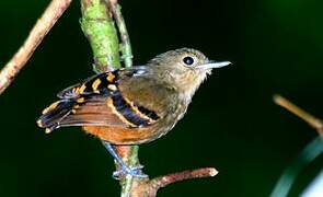 Rufous-bellied Antwren