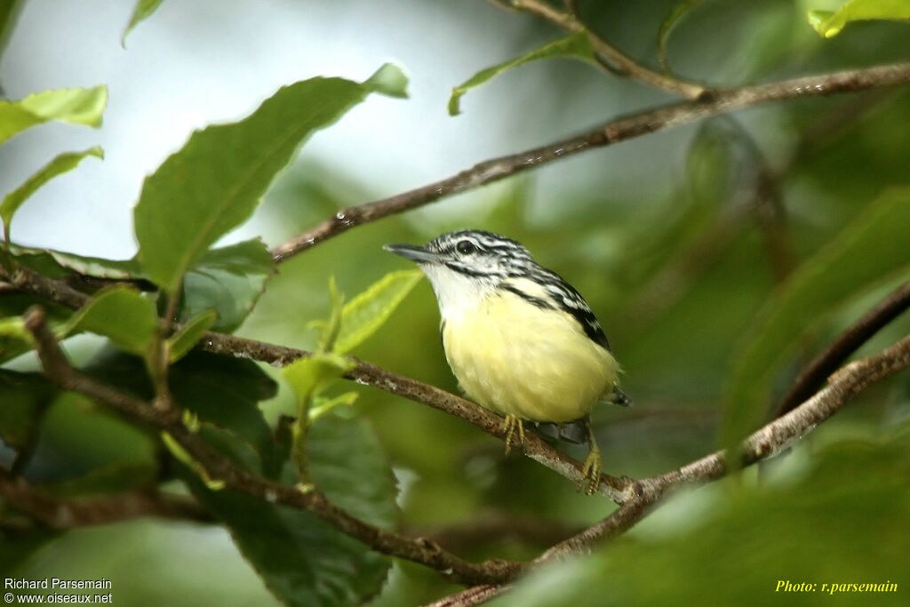 Pygmy Antwrenadult