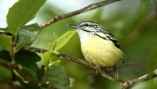 Pygmy Antwren