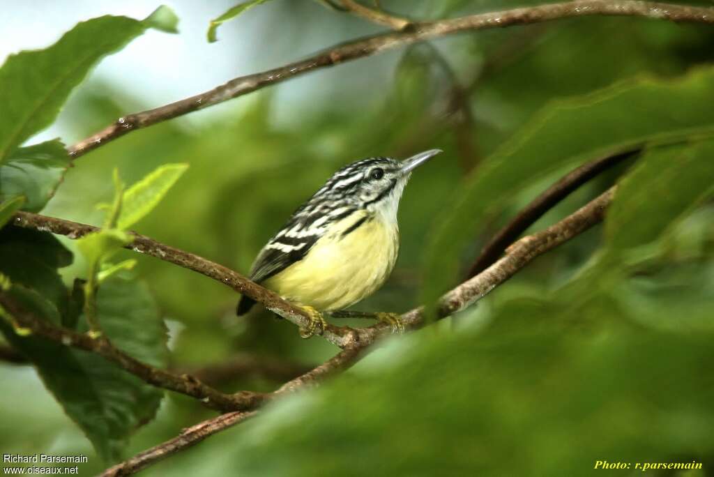 Pygmy Antwrenadult