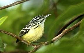 Pygmy Antwren