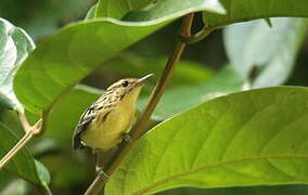 Pygmy Antwren