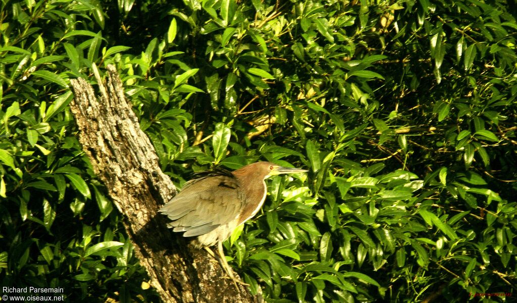 Onoré rayéimmature