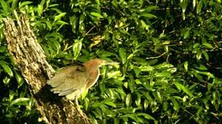 Rufescent Tiger Heron