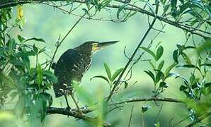 Rufescent Tiger Heron