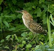 Rufescent Tiger Heron