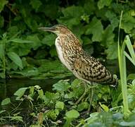 Rufescent Tiger Heron