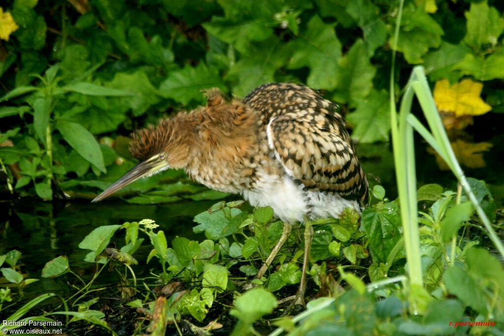 Rufescent Tiger Heronadult