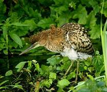 Rufescent Tiger Heron