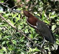 Rufescent Tiger Heron